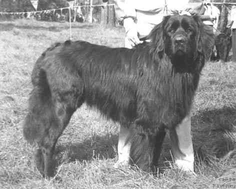 Фото: ньюфаундленд Ast YUt Jakkar (Аст Ют Жаккар)