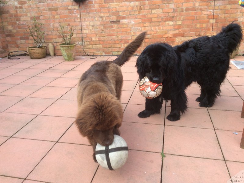 Фото: ньюфаундленд Seashanty First Admiral, ньюфаундленд Nobl King May Lord Simba (Нобл Кинг Май Лорд Симба)
