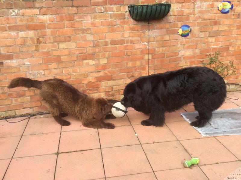 Фото: ньюфаундленд Nobl King May Lord Simba (Нобл Кинг Май Лорд Симба), ньюфаундленд Seashanty First Admiral