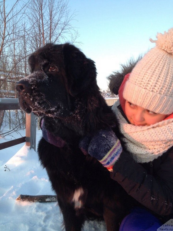 Фото: Плюшевая Панда Антоника, ньюфаундленд Plushevaya Panda Antonika (Плюшевая Панда Антоника)