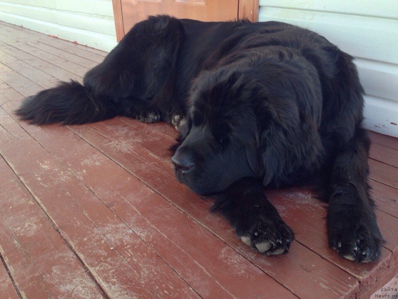 Фото: ньюфаундленд Plushevaya Panda Antonika (Плюшевая Панда Антоника)