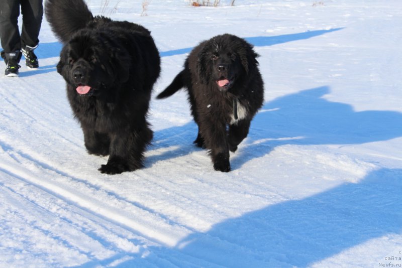 Фото: ньюфаундленд YAntarnaya Mechta (Янтарная Мечта), ньюфаундленд Lyuk Skayvoker (Люк Скайвокер)