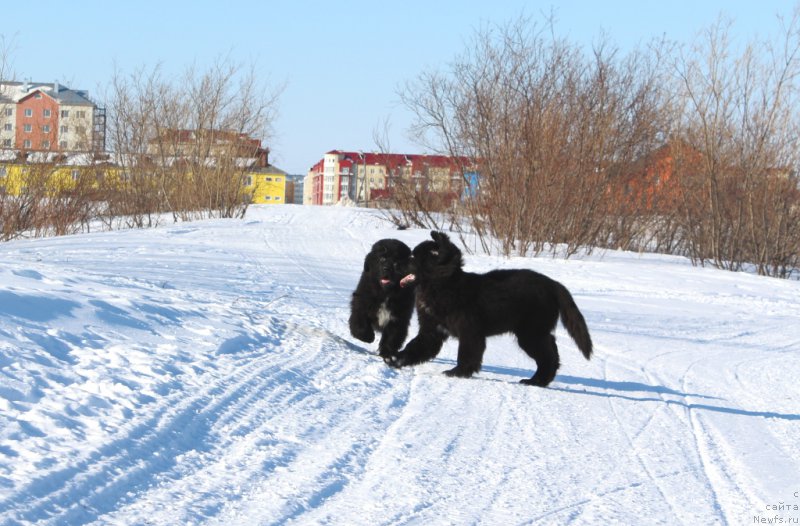 Фото: ньюфаундленд Lyuk Skayvoker (Люк Скайвокер), ньюфаундленд Ledi Fortuna (Леди Фортуна)