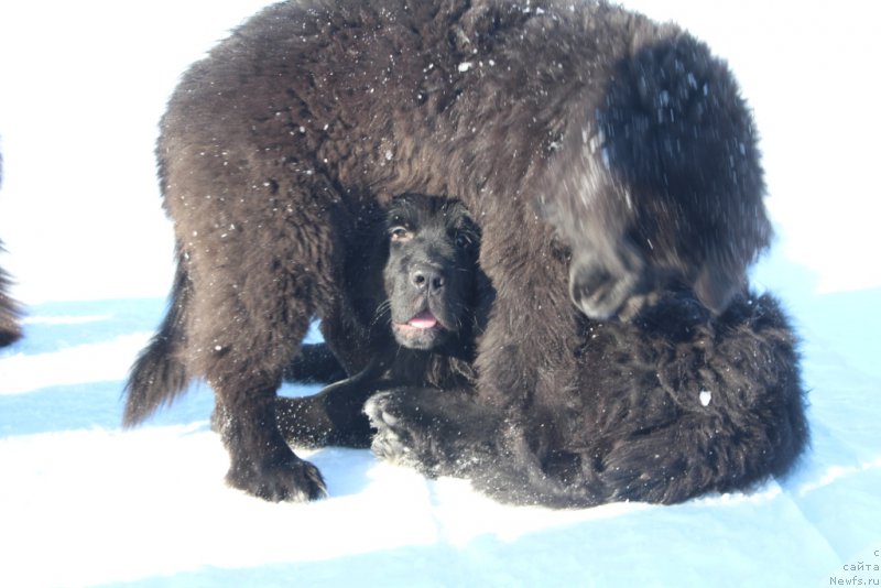 Фото: ньюфаундленд Lyuk Skayvoker (Люк Скайвокер), ньюфаундленд Ledi Fortuna (Леди Фортуна)