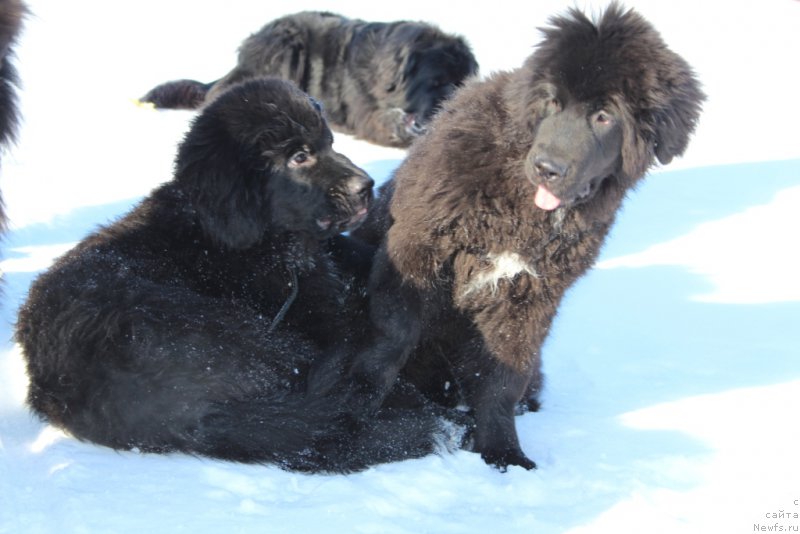 Фото: ньюфаундленд Lyuk Skayvoker (Люк Скайвокер), ньюфаундленд Ledi Fortuna (Леди Фортуна)