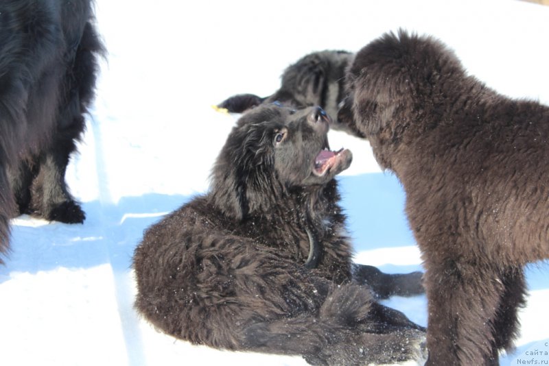 Фото: ньюфаундленд Lyuk Skayvoker (Люк Скайвокер), ньюфаундленд Ledi Fortuna (Леди Фортуна)