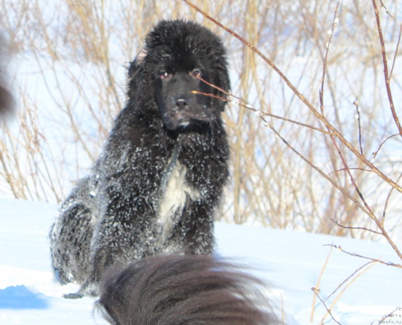 Фото: ньюфаундленд Lyuk Skayvoker (Люк Скайвокер)