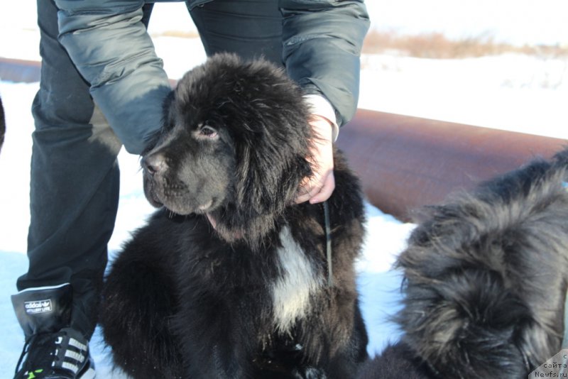 Фото: ньюфаундленд Lyuk Skayvoker (Люк Скайвокер)