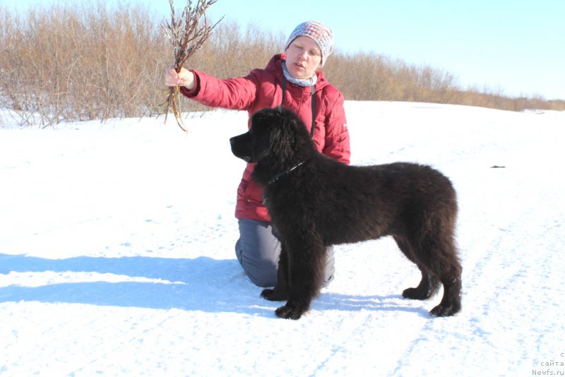 Фото: ньюфаундленд Ledi Fortuna (Леди Фортуна)