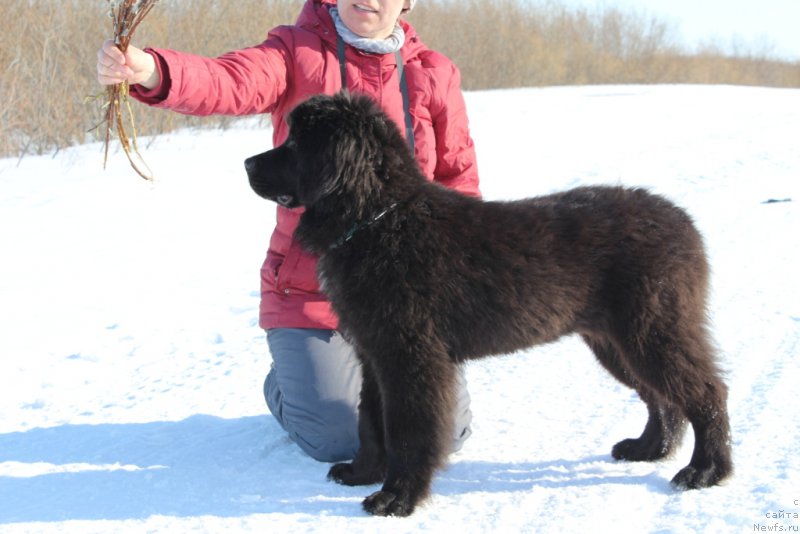 Фото: ньюфаундленд Ledi Fortuna (Леди Фортуна)