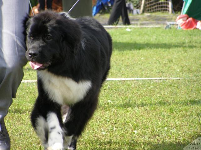 Фотография № 17874