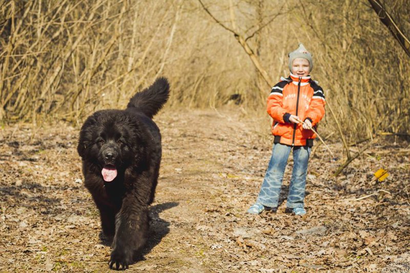 Фото: ньюфаундленд Alfa Dar Oksa Alisa (Альфа Дар Окса Алиса)
