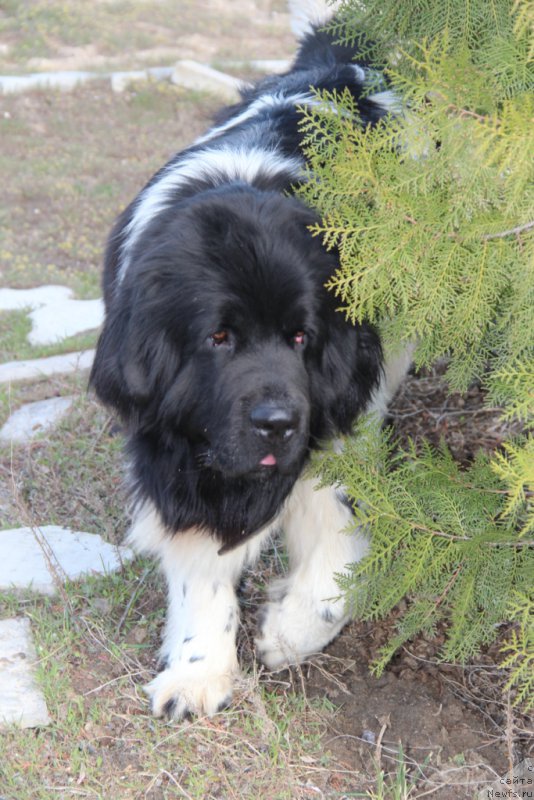 Фото: ньюфаундленд Akvian Song Mario (Аквиан Сонг Марио)