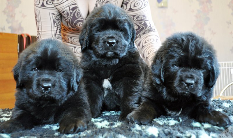 Фотография № 178775