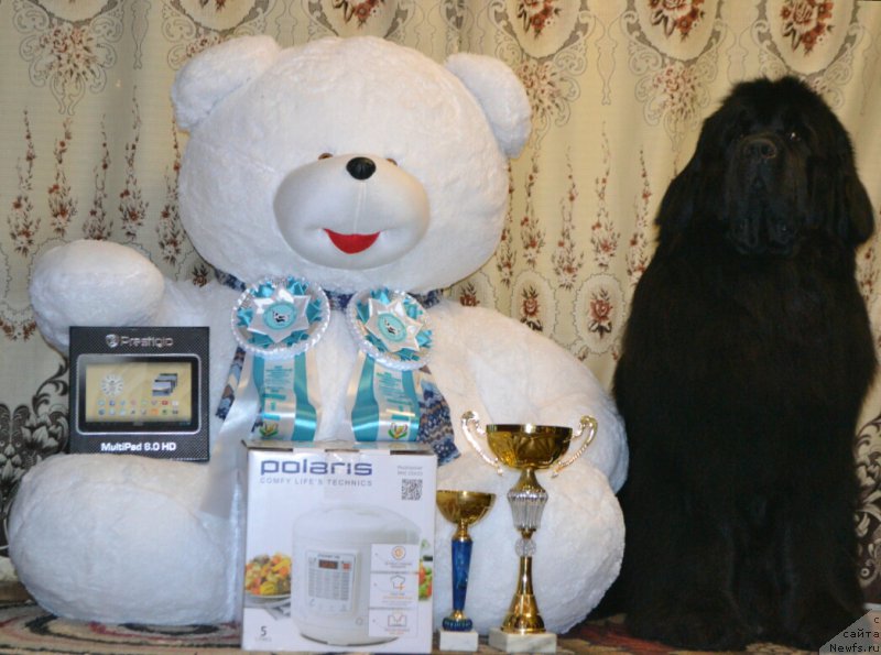 Фото: ньюфаундленд Simbad Pokoritel' Morey (Симбад Покоритель Морей)