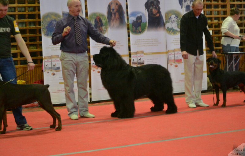 Фото: ньюфаундленд Simbad Pokoritel' Morey (Симбад Покоритель Морей), Aleksey Votchal (Алексей Вотчал)