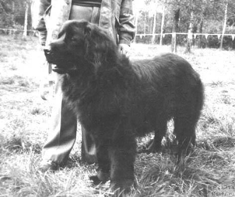 Фото: ньюфаундленд Il YUt Uarda (Ил Ют Уарда)