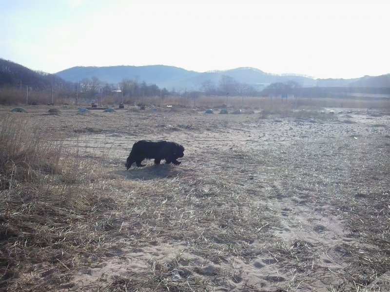 Фото: ньюфаундленд Super Premium Merlin Monro (Супер Премиум Мерлин Монро)