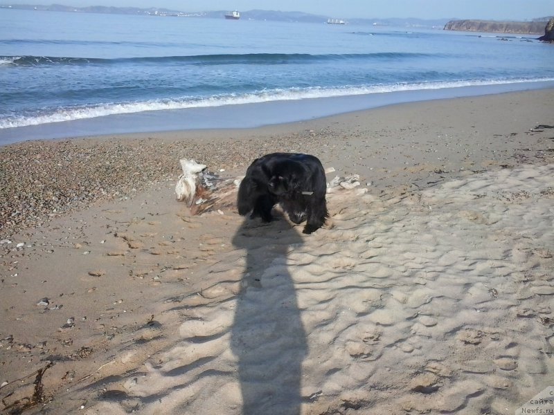 Фото: ньюфаундленд Super Premium Merlin Monro (Супер Премиум Мерлин Монро)