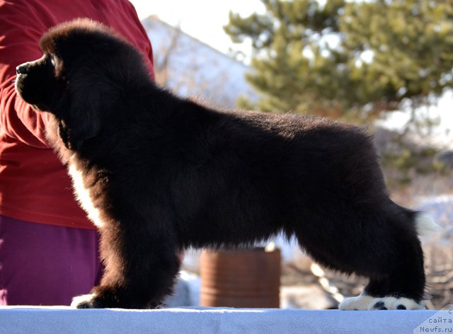 Фотография № 178804