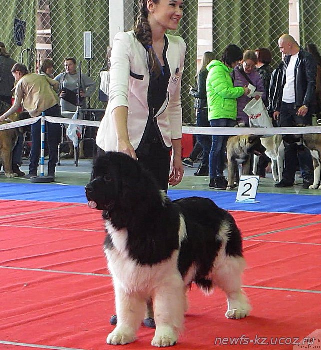 Фото: ньюфаундленд Super Premium Zhritsa Zvezd (Супер Премиум Жрица Звезд)