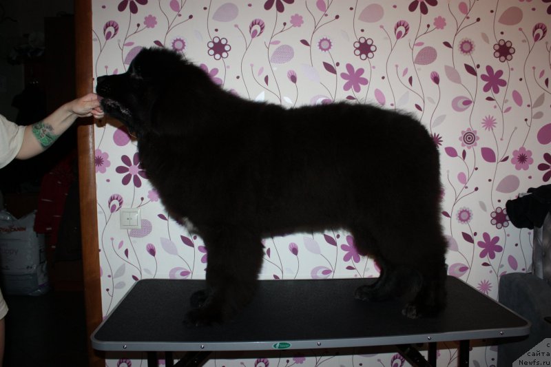 Фото: ньюфаундленд Njufort Amanda Blum (Ньюфорт Аманда Блум)