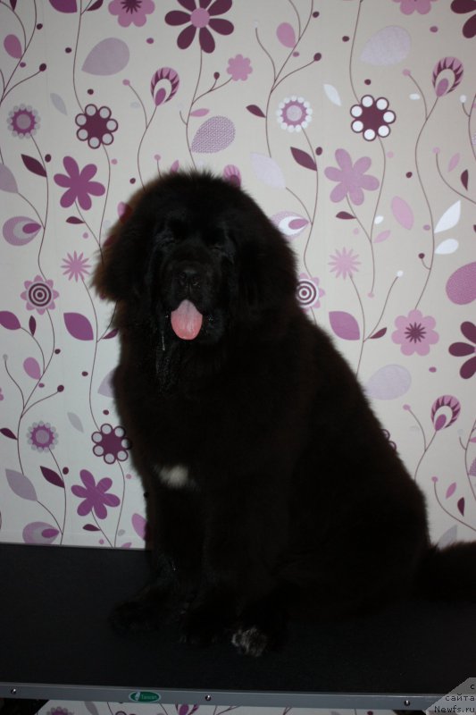 Фото: ньюфаундленд Njufort Amanda Blum (Ньюфорт Аманда Блум)