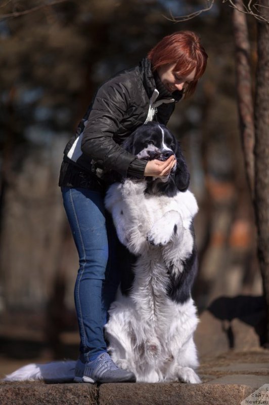 Фото: ньюфаундленд Mag Ispolin Obi-Van Kenobi (Маг Исполин Оби-Ван Кеноби)