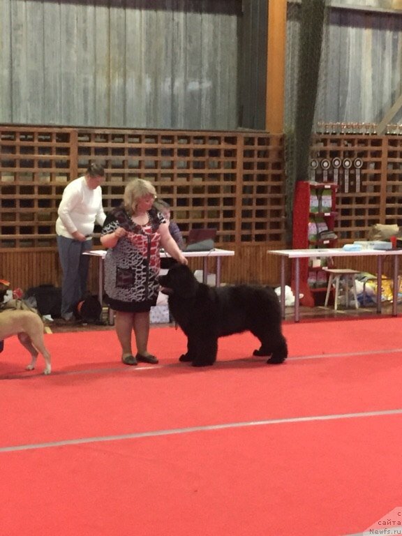Фото: ньюфаундленд Mnogolikaya Boginya Manifik (Многоликая Богиня Манифик), Elena Votchal (Елена Вотчал)