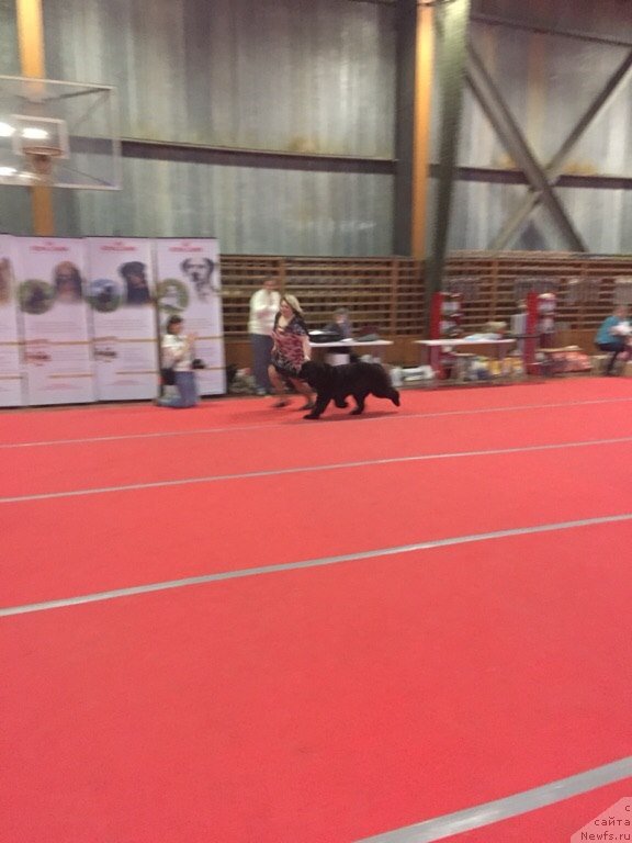 Фото: ньюфаундленд Mnogolikaya Boginya Manifik (Многоликая Богиня Манифик)