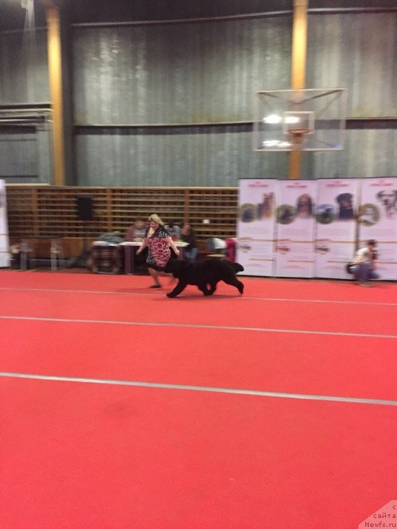 Фото: ньюфаундленд Mnogolikaya Boginya Manifik (Многоликая Богиня Манифик)