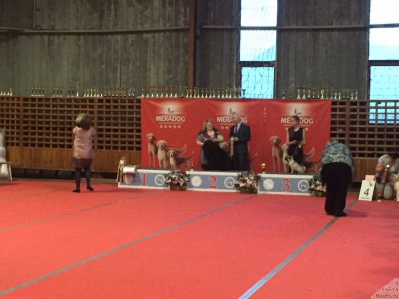 Фото: ньюфаундленд Mnogolikaya Boginya Manifik (Многоликая Богиня Манифик)