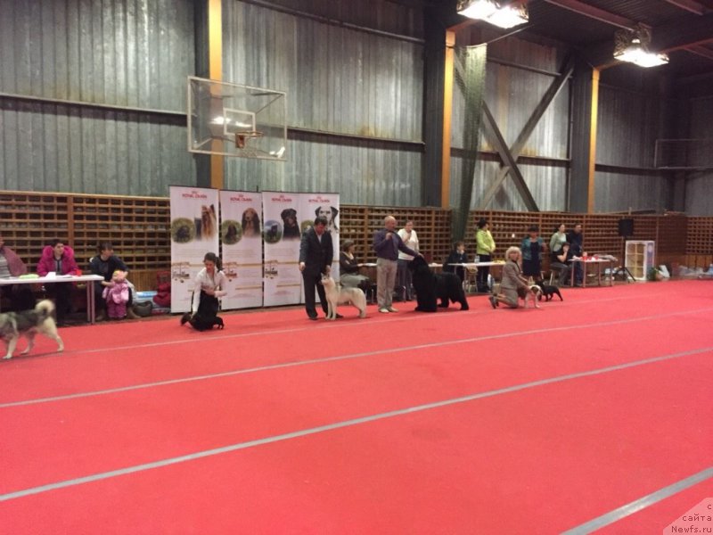 Фото: ньюфаундленд Simbad Pokoritel' Morey (Симбад Покоритель Морей), Aleksey Votchal (Алексей Вотчал)