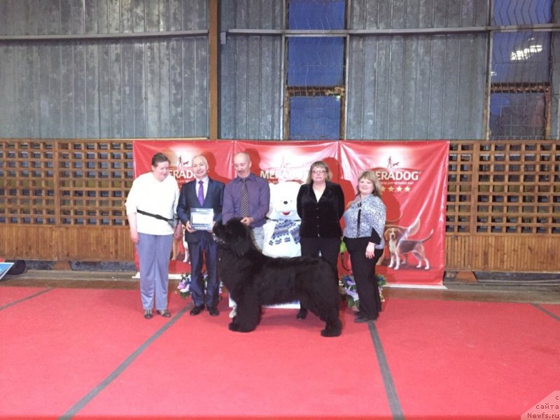 Фото: ньюфаундленд Simbad Pokoritel' Morey (Симбад Покоритель Морей), Elena Votchal (Елена Вотчал), Aleksey Votchal (Алексей Вотчал)