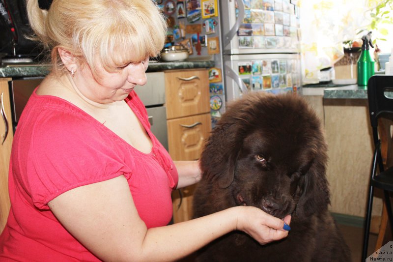 Фото: ньюфаундленд Nyesh Sollar Vind (Нэш Соллар Винд), Elena Kuzina (Елена Кузина)