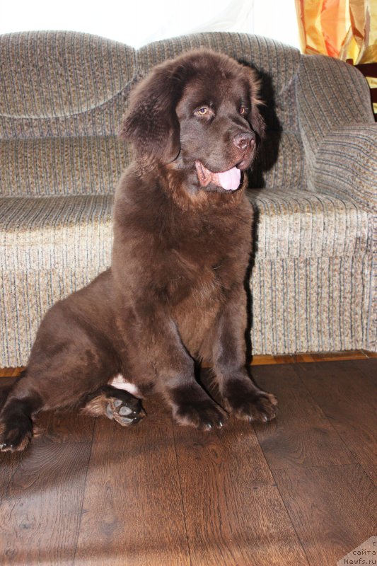 Фото: ньюфаундленд Nyesh Sollar Vind (Нэш Соллар Винд)