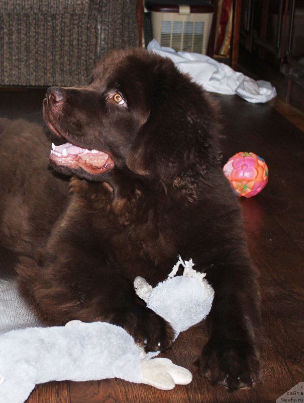 Фото: ньюфаундленд Nyesh Sollar Vind (Нэш Соллар Винд)