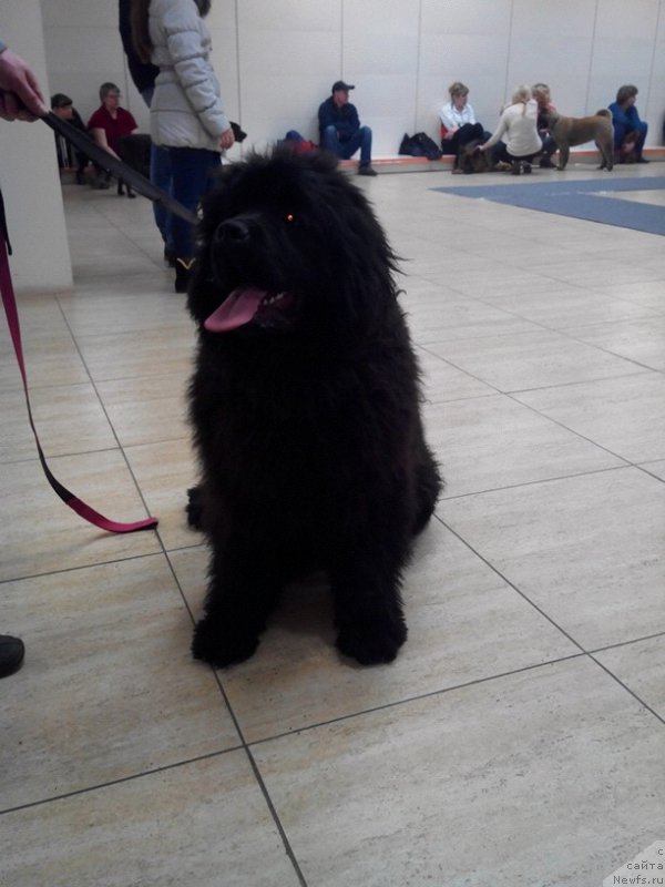 Фото: ньюфаундленд Malinoviy Tsvetok Mayolika (Малиновый Цветок Майолика)