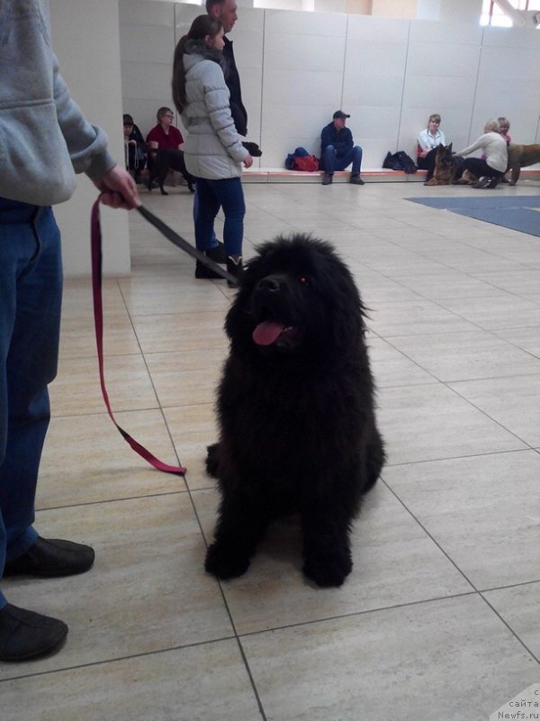 Фото: ньюфаундленд Malinoviy Tsvetok Mayolika (Малиновый Цветок Майолика)