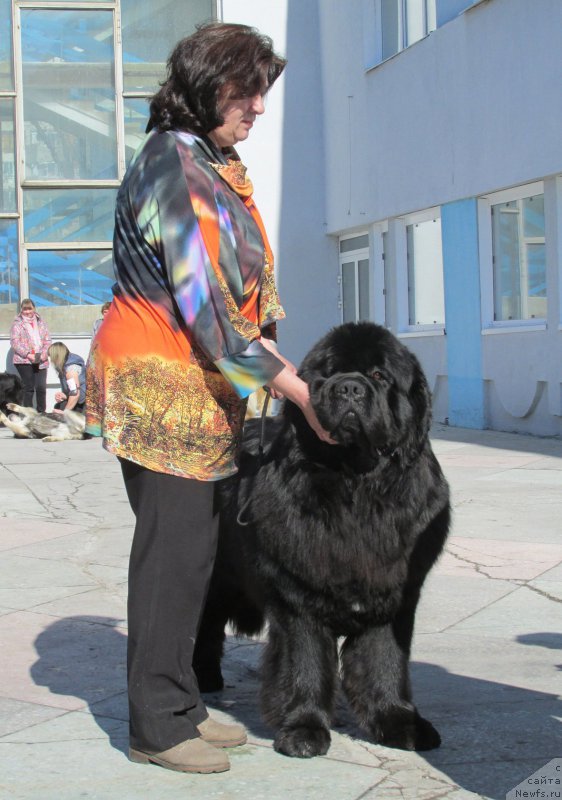 Фото: ньюфаундленд Radomir iz Plemeni Kedra (Радомир из Племени Кедра)