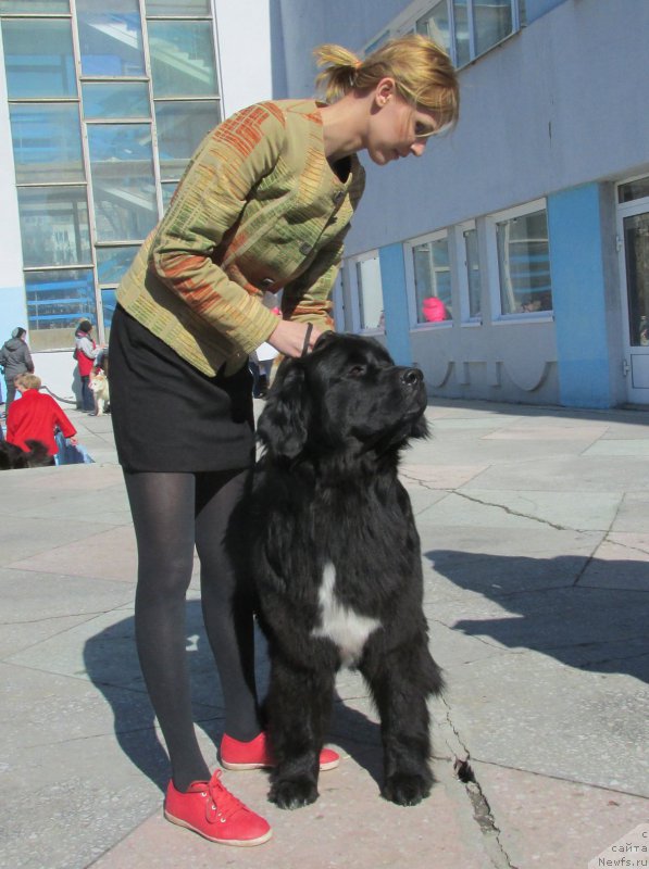 Фото: ньюфаундленд Tomskaya Tayga iz Tihogo Omuta (Томская Тайга из Тихого Омута)