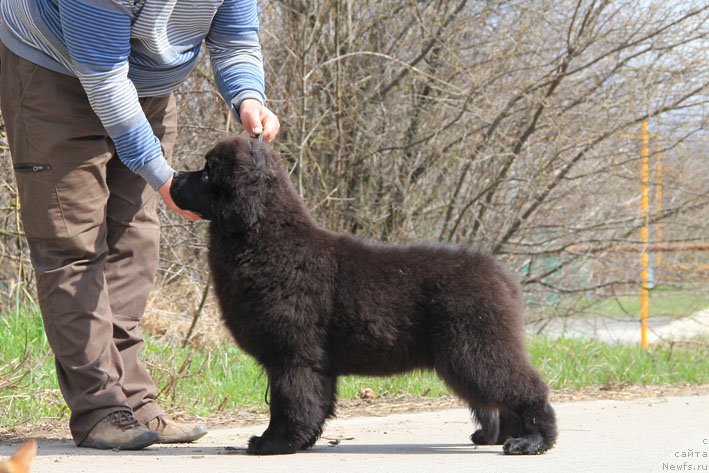 Фото: ньюфаундленд Grenader s Berega Dona (Гренадер с Берега Дона)