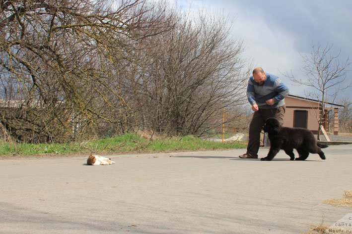 Фото: ньюфаундленд Grenader s Berega Dona (Гренадер с Берега Дона)