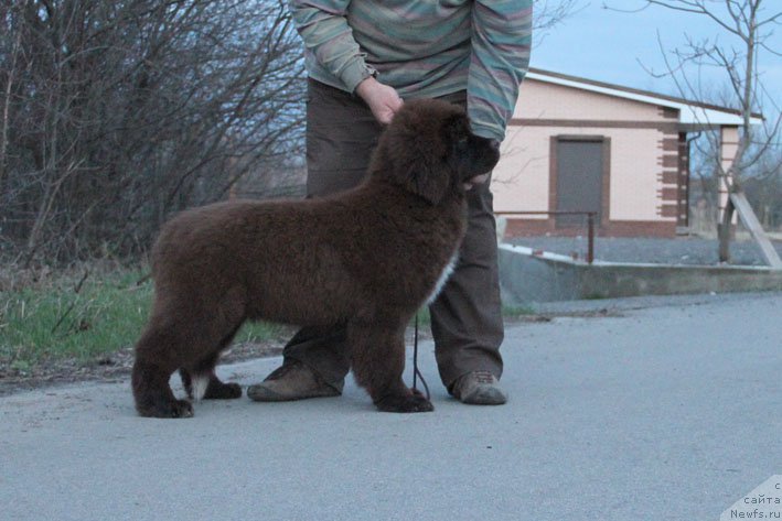 Фото: ньюфаундленд Gospozha Udacha s Berega Dona (Госпожа Удача с Берега Дона)