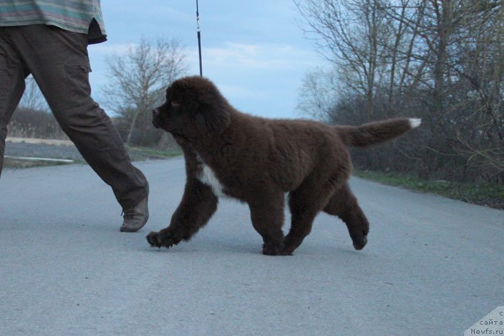 Фото: ньюфаундленд Gospozha Udacha s Berega Dona (Госпожа Удача с Берега Дона)