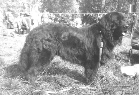 Фото: ньюфаундленд Patrik SHalel' (Патрик Шалель)