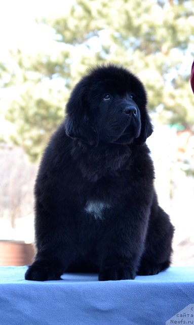 Фото: Акватория Келвин Даллас