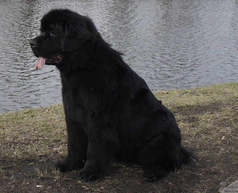 Фото: ньюфаундленд Smigar Greyt Saksyes (Смигар Грейт Саксэс)