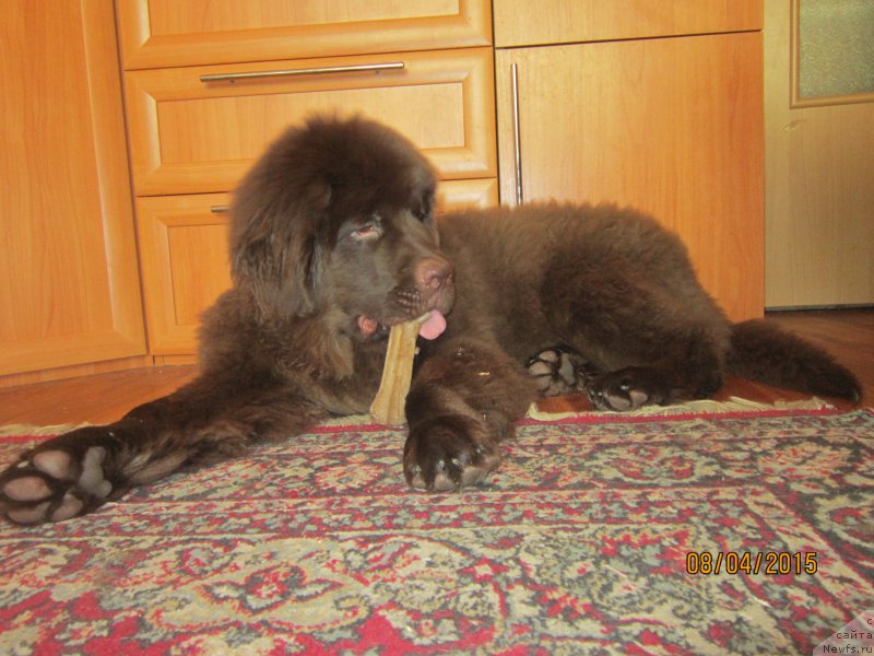 Фото: ньюфаундленд Vereskovyj Mjod s Berega Dona (Вересковый Мёд с Берега Дона)