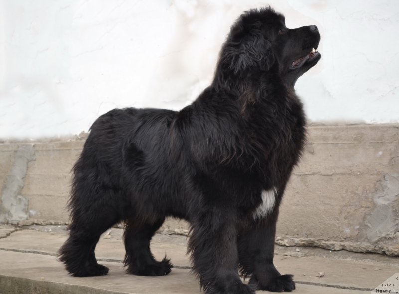 Фото: ньюфаундленд Talisman Morya Mishel' (Талисман Моря Мишель)